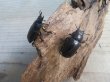 画像4: 和歌山県産☆WD☆ノコギリクワガタ♂M~Lサイズ♀フリーサイズ2ペアセット販売！！ (4)