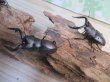 画像1: 和歌山県産☆WD☆ノコギリクワガタ♂M~Lサイズ♀フリーサイズ2ペアセット販売！！ (1)