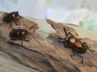 画像5: ☆レッド血統☆ニジイロクワガタ♂51ミリ♀フリーサイズペア＋♀フリーサイズ計3頭のトリオ販売！！ (5)