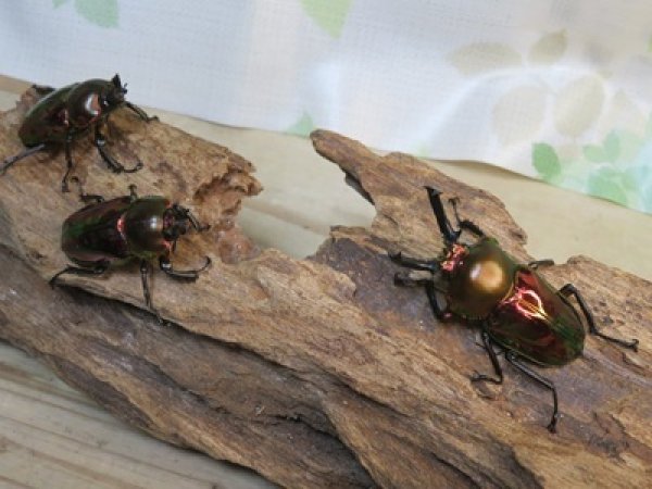 画像5: ☆レッド血統☆ニジイロクワガタ♂51ミリ♀フリーサイズペア＋♀フリーサイズ計3頭のトリオ販売！！ (5)