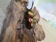 画像3: ☆レッド血統☆ニジイロクワガタ♂51ミリ♀フリーサイズペア＋♀フリーサイズ計3頭のトリオ販売！！ (3)