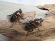 画像4: ☆レッド血統☆ニジイロクワガタ♂51ミリ♀フリーサイズペア＋♀フリーサイズ計3頭のトリオ販売！！ (4)