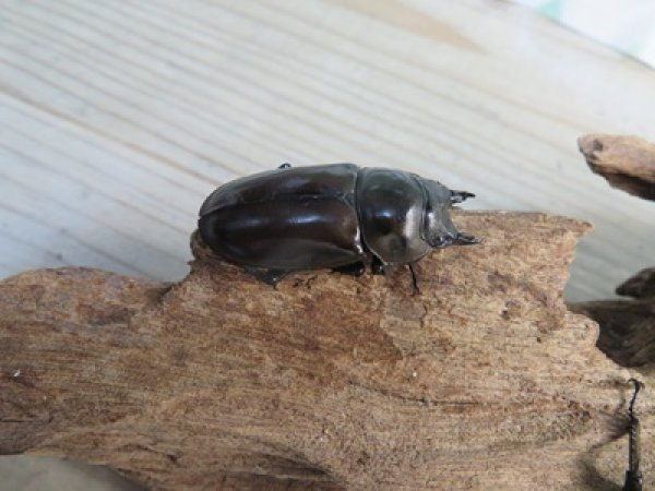 画像5: ☆美麗新成虫☆ババオウゴンオニクワガタ♂69ミリ♀43ミリペア＋♀42ミリの計3頭トリオ販売！！ (5)