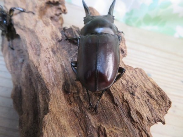 画像3: ☆美麗新成虫☆ババオウゴンオニクワガタ♂69ミリ♀43ミリペア＋♀42ミリの計3頭トリオ販売！！ (3)