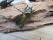 画像4: ☆美麗新成虫☆ババオウゴンオニクワガタ♂69ミリ♀43ミリペア＋♀42ミリの計3頭トリオ販売！！ (4)