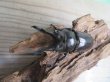 画像2: ☆美麗新成虫☆ババオウゴンオニクワガタ♂69ミリ♀43ミリペア＋♀42ミリの計3頭トリオ販売！！ (2)