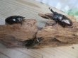 画像6: ☆美麗新成虫☆ババオウゴンオニクワガタ♂69ミリ♀43ミリペア＋♀42ミリの計3頭トリオ販売！！ (6)