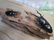 画像5: ☆新成虫☆ギラファノコギリクワガタ（亜種ダイスケ）♂100ミリ♀52ミリペア販売！！ (5)