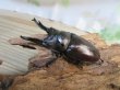 画像1: ☆美麗新成虫☆ババオウゴンオニクワガタ♂69ミリ♀43ミリペア＋♀42ミリの計3頭トリオ販売！！ (1)