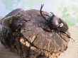 画像5: ★WF1★愛知県産☆国産カブトムシ♂M~Lサイズ♀フリーサイズ×２ペア計4頭のセット販売！！ (5)