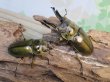 画像5: ☆美麗種☆タイ産☆ババオウゴンオニクワガタ♂68ミリ♀47.5ミリ新成虫ペア販売！！ (5)
