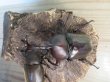 画像2: ★WF1★愛知県産☆国産カブトムシ♂M~Lサイズ♀フリーサイズ×２ペア計4頭のセット販売！！ (2)