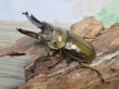 画像1: ☆美麗種☆タイ産☆ババオウゴンオニクワガタ♂68ミリ♀47.5ミリ新成虫ペア販売！！ (1)