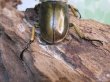 画像3: ☆美麗種☆タイ産☆ババオウゴンオニクワガタ♂68ミリ♀47.5ミリ新成虫ペア販売！！ (3)