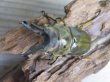 画像2: ☆美麗種☆タイ産☆ババオウゴンオニクワガタ♂68ミリ♀47.5ミリ新成虫ペア販売！！ (2)