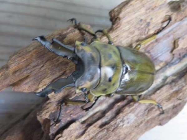 画像2: ☆美麗種☆タイ産☆ババオウゴンオニクワガタ♂68ミリ♀47.5ミリ新成虫ペア販売！！ (2)