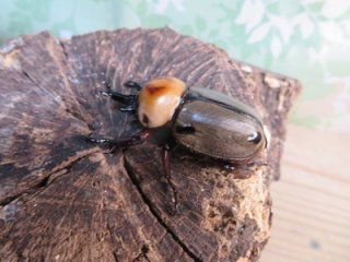 外国産カブトムシ成虫 - 昆虫家