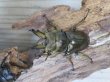 画像2: ☆美麗新成虫☆ババオウゴンオニクワガタ♂60ミリ♀45ミリペア販売！！ (2)
