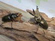 画像5: ☆美麗新成虫☆ババオウゴンオニクワガタ♂60ミリ♀45ミリペア販売！！ (5)