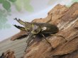 画像1: ☆美麗新成虫☆ババオウゴンオニクワガタ♂60ミリ♀45ミリペア販売！！ (1)