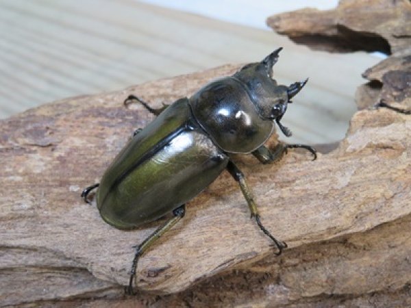 画像4: ☆美麗新成虫☆ババオウゴンオニクワガタ♂60ミリ♀45ミリペア販売！！ (4)