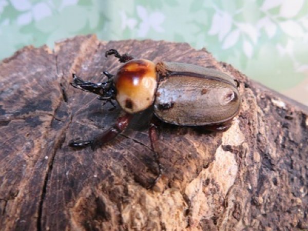 画像1: no.2☆大型新成虫☆ヨツボシヒナカブト♂43ミリ♀33ミリペア販売！！ (1)