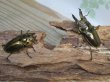 画像5: タイ産☆美麗新成虫☆ババオウゴンオニクワガタ♂60ミリ♀45ミリペア販売！！ (5)
