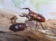 画像5: no.1☆採集禁止☆トカラノコギリクワガタ♂60ミリ♀35ミリ新成虫ペア販売！！ (5)
