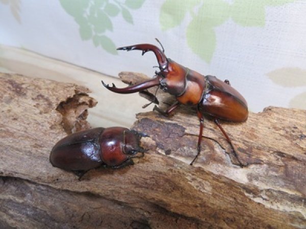 画像5: no.1☆採集禁止☆トカラノコギリクワガタ♂60ミリ♀35ミリ新成虫ペア販売！！ (5)