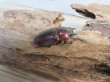 画像4: no.1☆採集禁止☆トカラノコギリクワガタ♂60ミリ♀35ミリ新成虫ペア販売！！ (4)