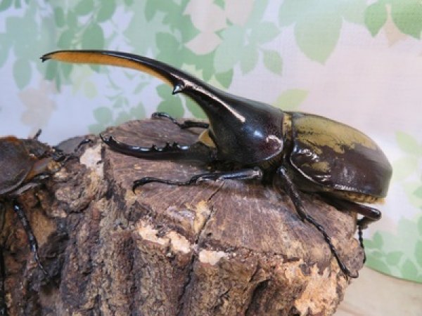 画像1: ☆新成虫☆D.H.ヘラクレス♂127ミリ♀63ミリペア販売！！ (1)