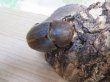画像4: ☆新成虫☆D.H.ヘラクレス♂114ミリ♀61ミリペア販売！！ (4)