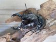 画像2: ☆人気種☆レギウスオオツヤクワガタ（赤レギ）♂66ミリ♀43ミリ新成虫ペア販売！！ (2)