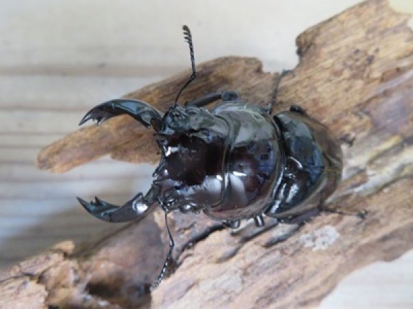画像2: ☆人気種☆レギウスオオツヤクワガタ（赤レギ）♂66ミリ♀43ミリ新成虫ペア販売！！ (2)