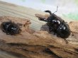 画像5: ☆人気種☆レギウスオオツヤクワガタ（赤レギ）♂66ミリ♀43ミリ新成虫ペア販売！！ (5)