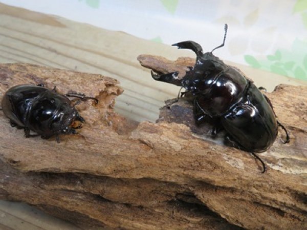 画像5: ☆人気種☆レギウスオオツヤクワガタ（赤レギ）♂66ミリ♀43ミリ新成虫ペア販売！！ (5)