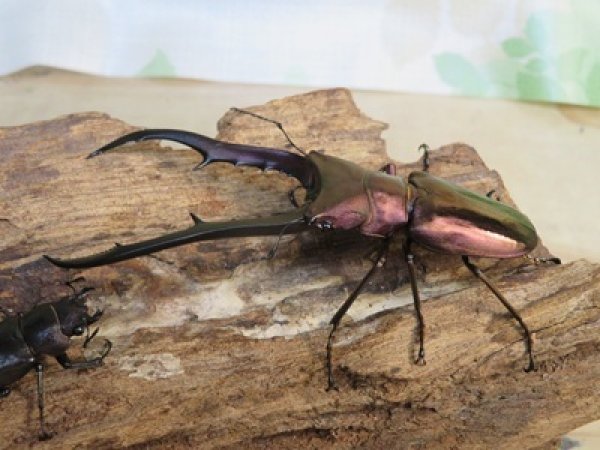 画像1: パープル血統☆ペレメタ☆メタリフェルホソアカクワガタ♂75♀フリーサイズ新成虫ペア販売！！ (1)