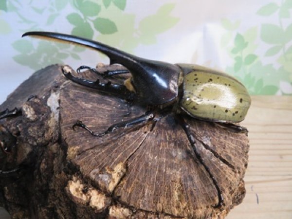 画像1: ☆新成虫☆D.H.ヘラクレス♂114ミリ♀61ミリペア販売！！ (1)