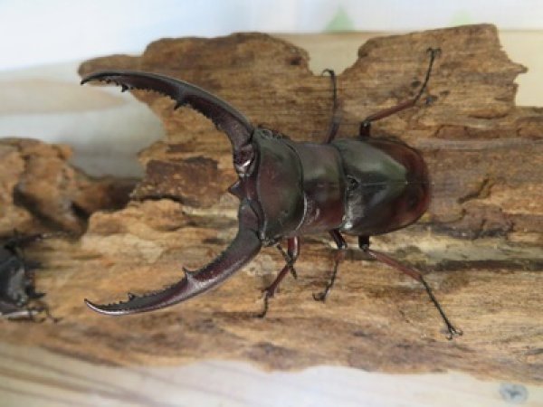 画像2: ☆新成虫☆ムラトゥス産！マンディブラリスフタマタクワガタ♂63ミリ♀42ミリペア＋♀40ミリ計3頭トリオ販売！！ (2)