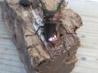 画像3: パープル血統☆ペレメタ☆メタリフェルホソアカクワガタ♂75♀フリーサイズ新成虫ペア販売！！ (3)