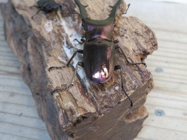 画像3: パープル血統☆ペレメタ☆メタリフェルホソアカクワガタ♂75♀フリーサイズ新成虫ペア販売！！ (3)