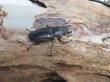 画像4: パープル血統☆ペレメタ☆メタリフェルホソアカクワガタ♂75♀フリーサイズ新成虫ペア販売！！ (4)