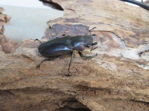 画像4: パープル血統☆ペレメタ☆メタリフェルホソアカクワガタ♂75♀フリーサイズ新成虫ペア販売！！ (4)