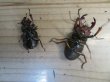 画像6: ☆貴重種☆ジョンストンメンガタクワガタ♂45ミリ♀32ミリ新成虫ペア販売！！ (6)