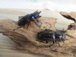画像4: ☆新成虫☆ムラトゥス産！マンディブラリスフタマタクワガタ♂63ミリ♀42ミリペア＋♀40ミリ計3頭トリオ販売！！ (4)