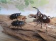画像5: ☆新成虫☆ムラトゥス産！マンディブラリスフタマタクワガタ♂63ミリ♀42ミリペア＋♀40ミリ計3頭トリオ販売！！ (5)
