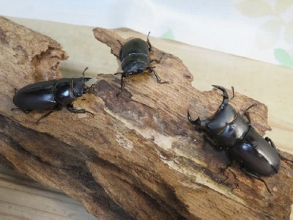 画像5: ☆新成虫☆スツラリスオオクワガタ♂43ミリ♀36ミリペア＋♀33ミリ計3頭トリオ販売！！ (5)