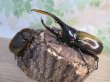 画像5: ☆新成虫☆D.H.ヘラクレス♂127ミリ♀63ミリペア販売！！ (5)