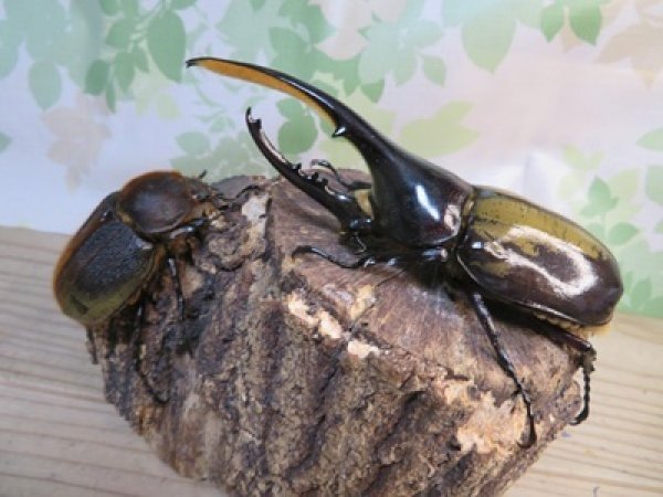 画像5: ☆新成虫☆D.H.ヘラクレス♂127ミリ♀63ミリペア販売！！ (5)