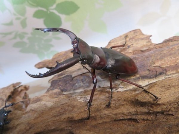 画像1: ☆新成虫☆ムラトゥス産！マンディブラリスフタマタクワガタ♂63ミリ♀42ミリペア＋♀40ミリ計3頭トリオ販売！！ (1)